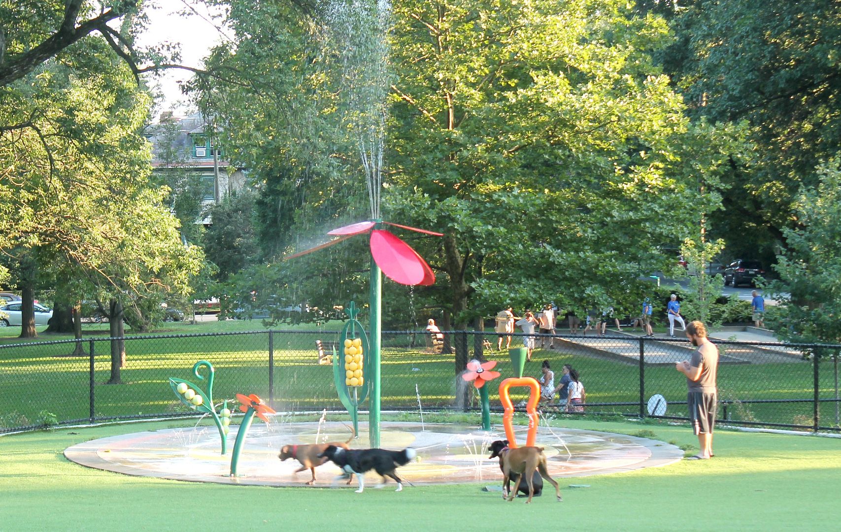 Dog Park Benefits A Turtle's Life for Me